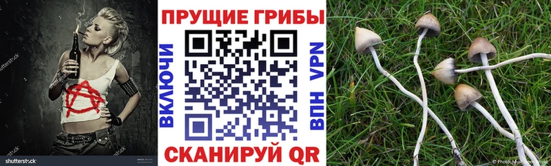 Галлюциногенные грибы Psilocybe  Дальнереченск 